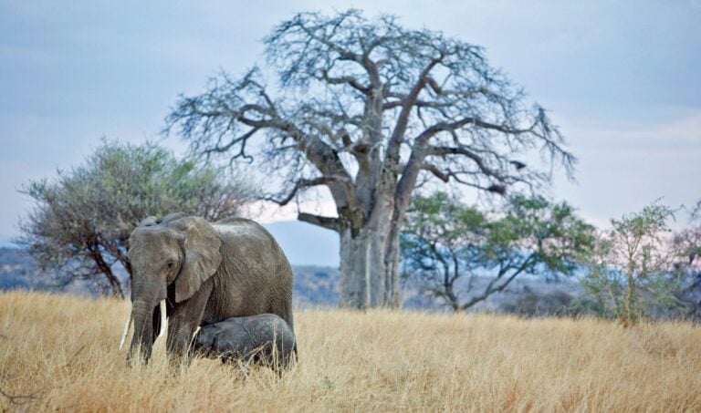 Elephant and calf in the plains of Tarangire National Park, Tanzania