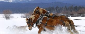 Horses Norway Snow Winter