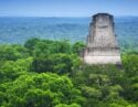 The lush green canopy with ancient Mayan ruins raising from the trees in Tikal, Guatemala