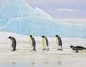 Emperor penguins marking through the ice in Antarctica