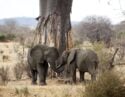Two African elephant with their trunks entwined in front of a large tree in Ruaha National Park, Tanzania
