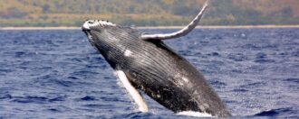 Humpback whale breaking water