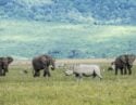 Rhino, African elephants, zebra and game in the grassy plains of the Ngorongoro Crater, Tanzania