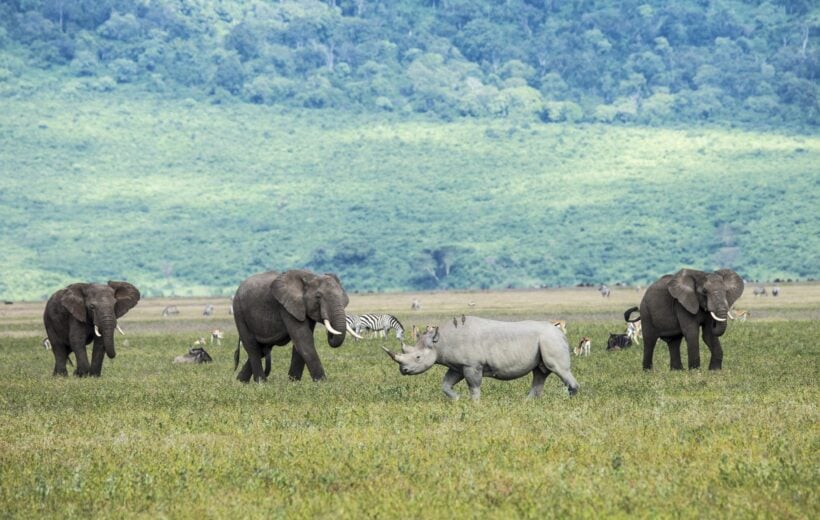 Rhino, African elephants, zebra and game in the grassy plains of the Ngorongoro Crater, Tanzania