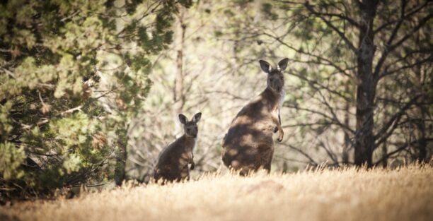 arkaba station kangaroos