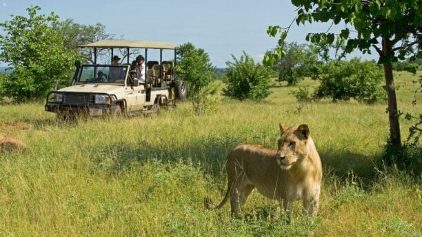 Lion, Zambia