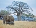 Elephant and calf in the plains of Tarangire National Park, Tanzania