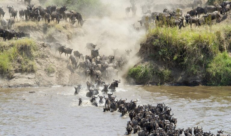 Wildebeest migration through the river of North Serengeti, Tanzania