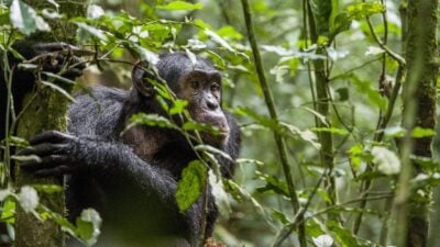 chimpanzee-bwindi-impenetrable-forest-uganda