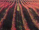 Vines Ribera del Duero Spain