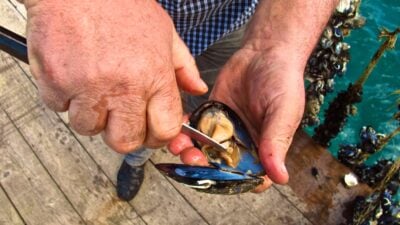 event__mussel-harvesting