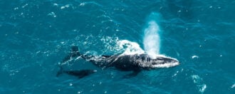 Humpback whale mother and calf, St. Mary's Island, Madagascar