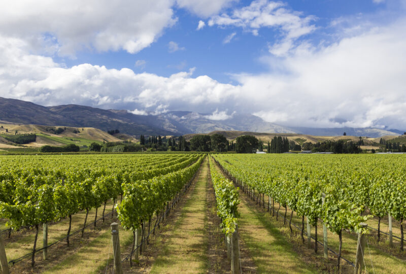 vineyard-cromwell-new-zealand