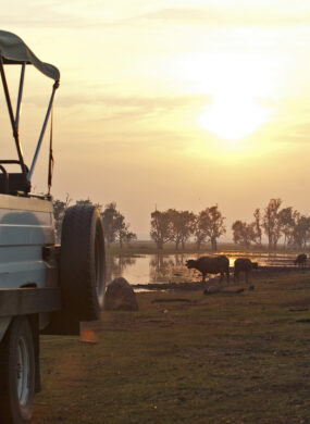 bamurru-plains-buffalo-sunset