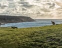 Kangaroos grazing on the clifftops at sunset in kangaroo island