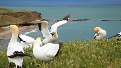 cape-kidnapper-gannet