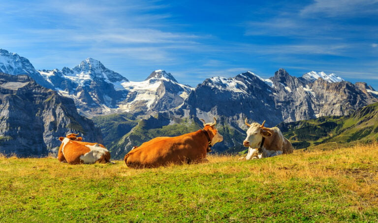 swiss-cows