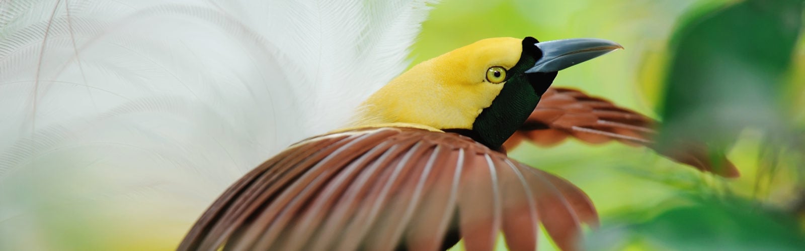 bird-of-paradise