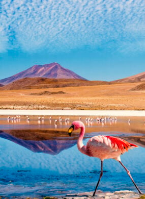 Ruta de las Joyas altoandinas Laguna Bolivia Flamingo