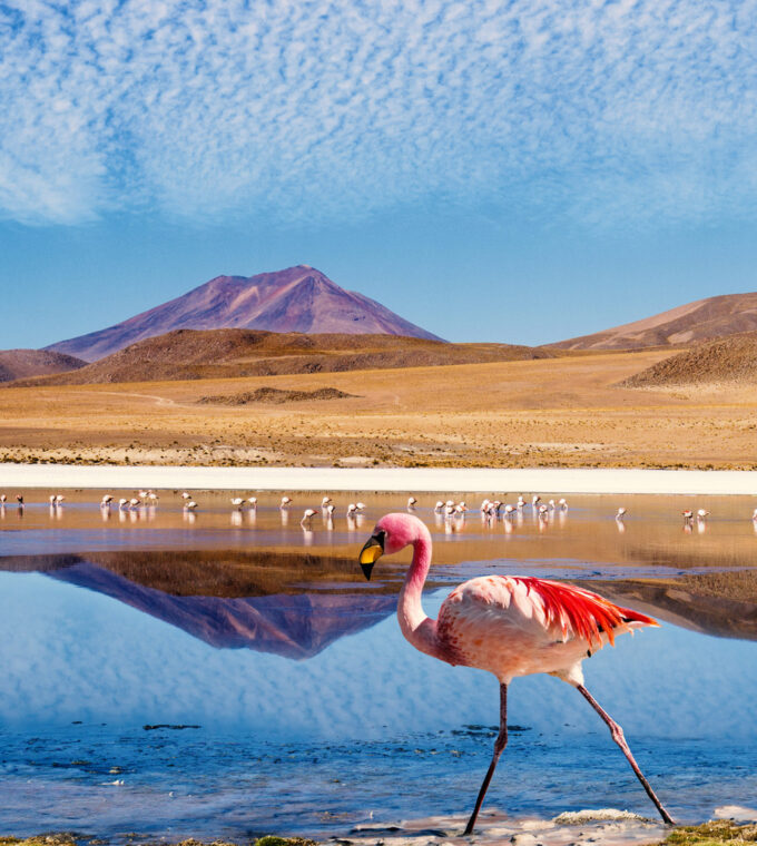 Ruta de las Joyas altoandinas Laguna Bolivia Flamingo