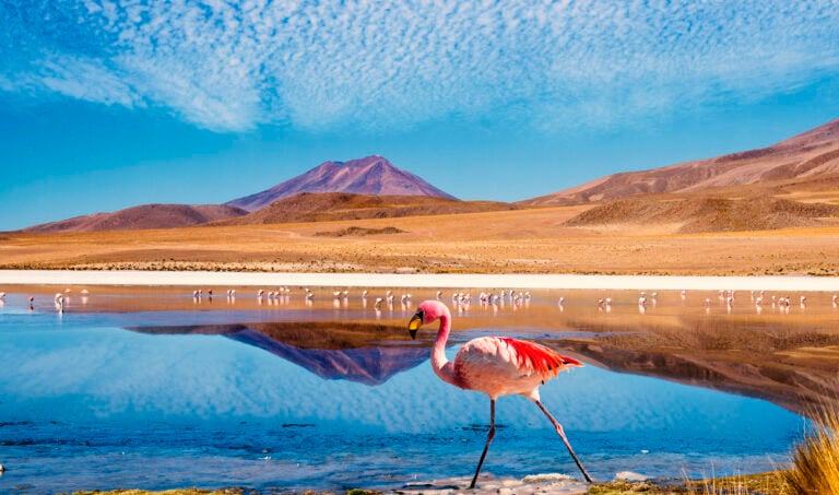 Ruta de las Joyas altoandinas Laguna Bolivia Flamingo