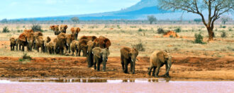 elephanst-tsavo-east-kenya-africa