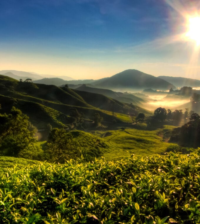 cameron-highlands-malaysia