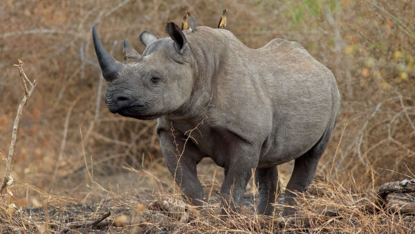 nlack-rhino-malilangwe-zimbabwe