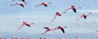 Flamingos near Bogoria Lake