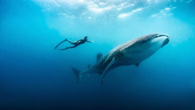 Scuba diver with whale shark