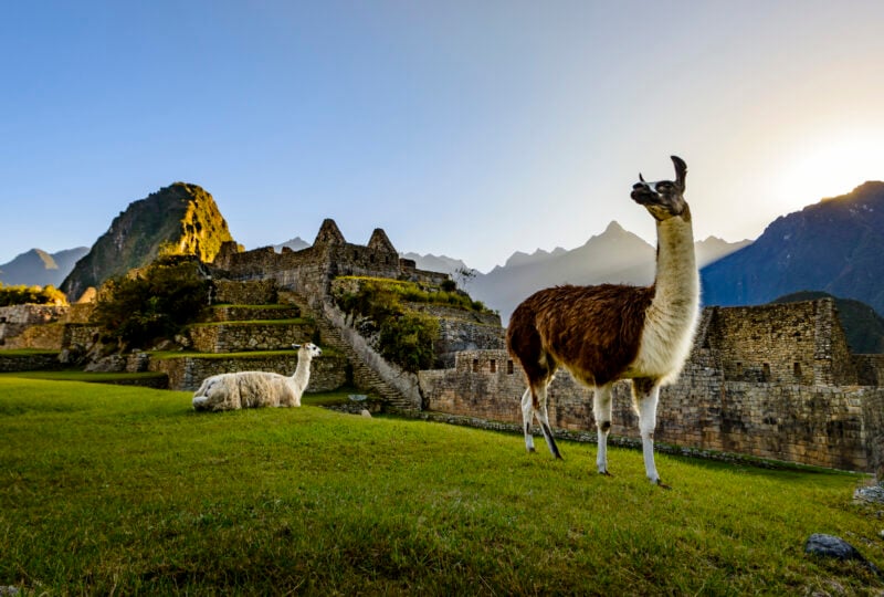 A llama walks around the ruins of Machu Picchu