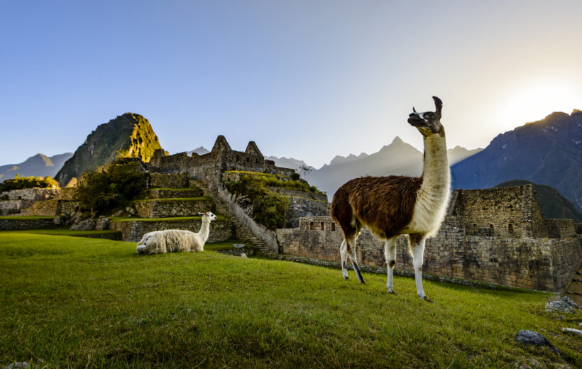 A llama walks around the ruins of Machu Picchu