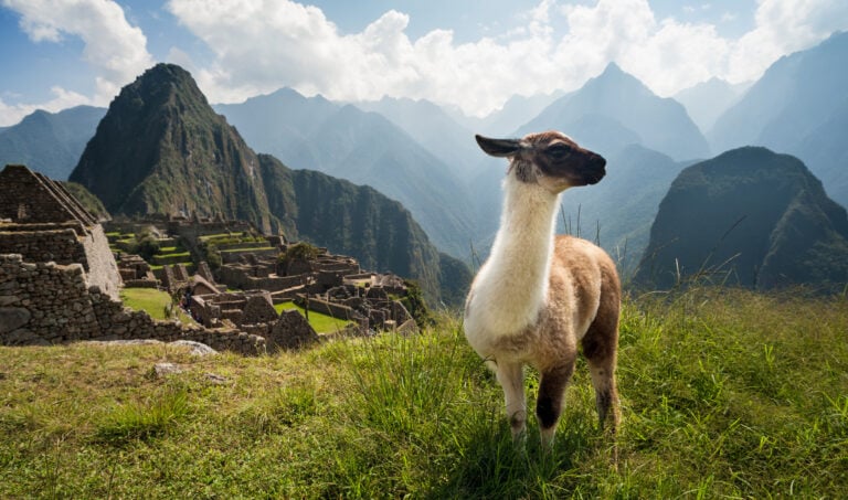 machu-picchu-with-laama-peru