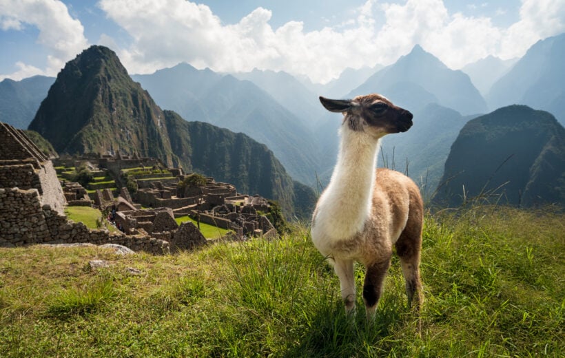 machu-picchu-with-laama-peru