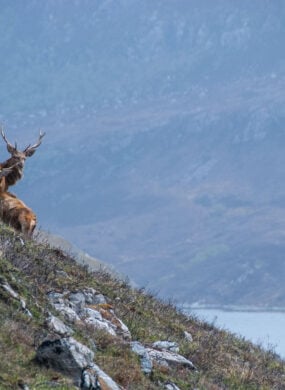 Three stags in the Scottish highlands