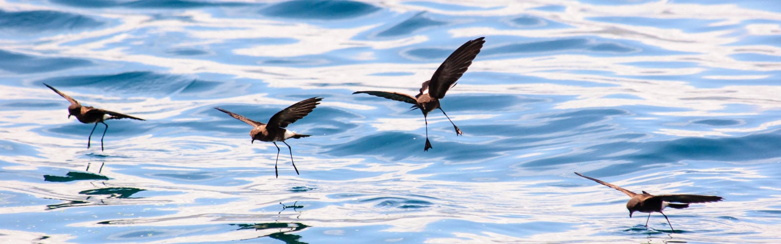 storm-petrel-galapagos