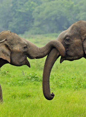 elephants-wild-sri-lanka