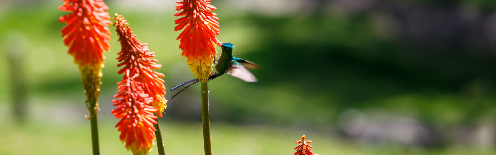 hummingbird, bird on the flower, cocora valley, colombia