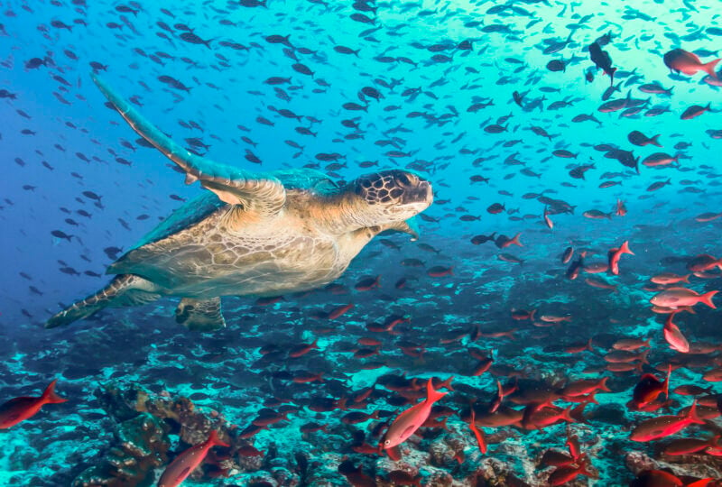 snorkelling-galapagos-islands-ecuador