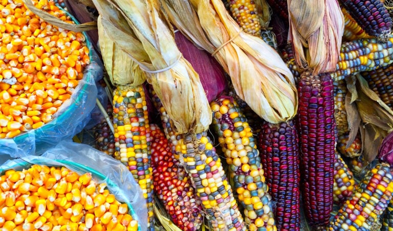 colourful-corn-peru