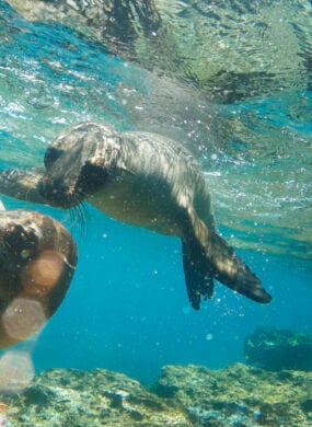 Two Galapagos Sea Lions Frolic Together Underwater