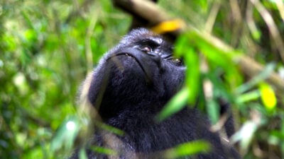 gorilla-volcanoes-national-park