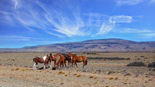 pampas-mustang