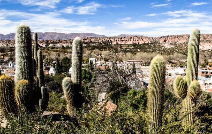 jujuy-cactus