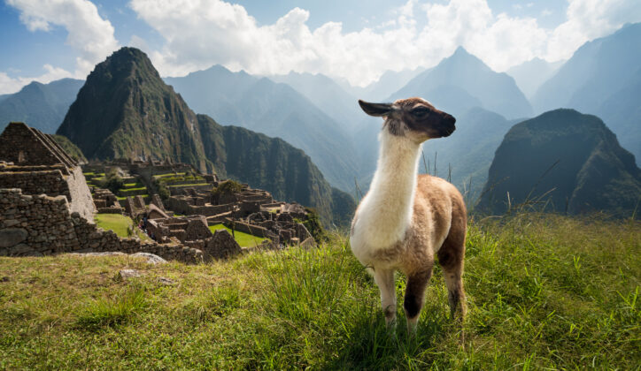 llama-machu-picchu-peru