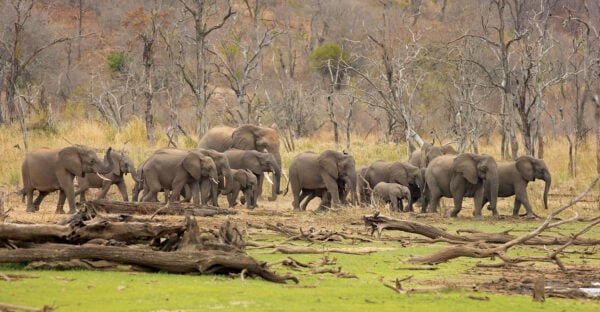 elephants-malilangwe-reserve-zimbabwe