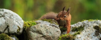 Red Squirrel Scotland