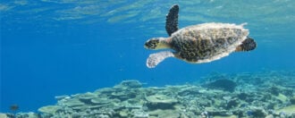 Park Hyatt Maldives Hadahaa turtle