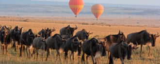 Hot air balloons over a herd of wildebeest in the Maasai Mara, Kenya