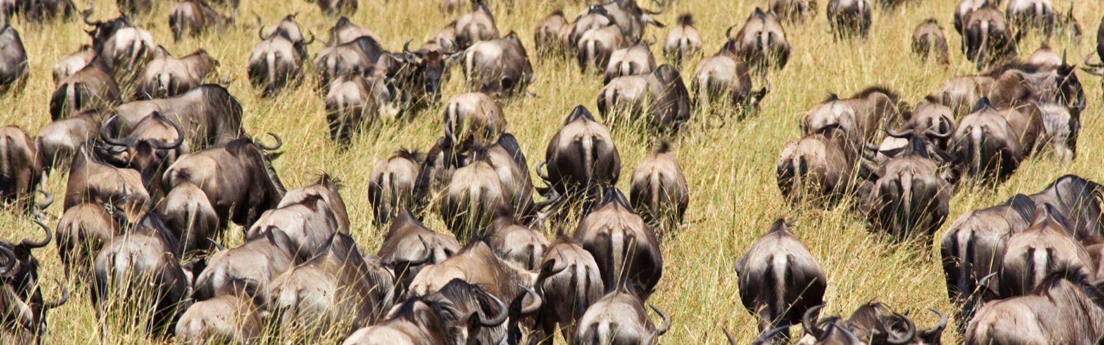 Wildebeest Great Migration